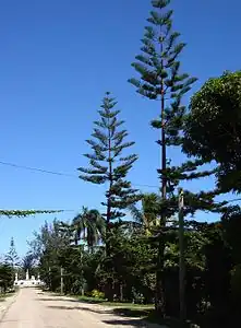 Hala tu'i (camino del rey en tongano) que lleva hasta el cementerio Mala'ekula dedicado a la Casa de Tupou