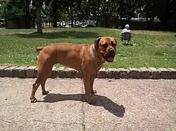 Boerboel