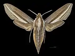 Theretra margarita   ♀