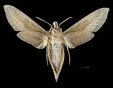 Theretra margarita   ♀ △