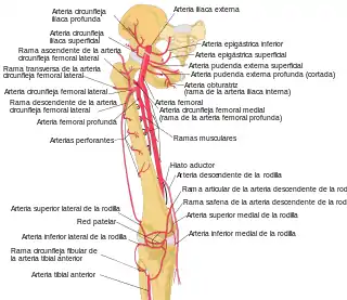 Esquema de las arterias del muslo y la rodilla.