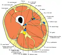 Estructuras de la sección trasversal del tercio medio del muslo.