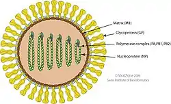 Cápside de la familia Orthomyxoviridae que infecta animales.