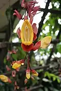 Thunbergia mysorensis.