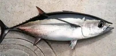 Thunnus alalunga