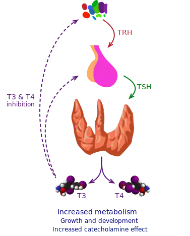 Thyroid vector