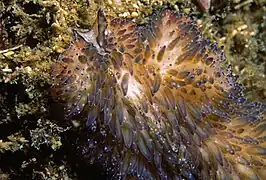 T. brocchii en Banyuls sur Mer, Mediterráneo francés