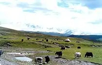 Yaks pastando, Sinkiang, China