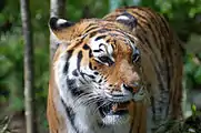 Tigre siberiano