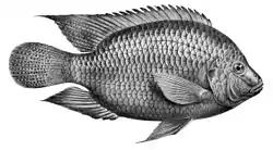 Pez de agua dulce (tilapia)