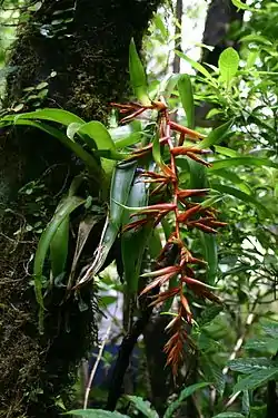 Tillandsia excelsa en flor