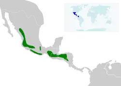 Distribución de Tilmatura dupontii