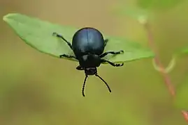 Escarajajo, Timarcha tenebricosa