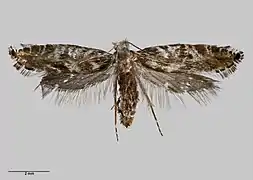 Tinea astraea