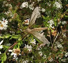 Tipula paterifera.