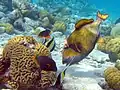 Balistoides viridescens con Balistapus undulatus y algunos Zanclus cornutus en el arrecife de una isla deshabitada de Maldivas