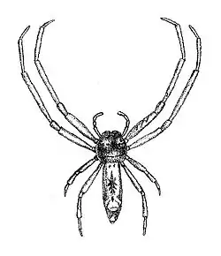 T. vexillifer, Rodrigues