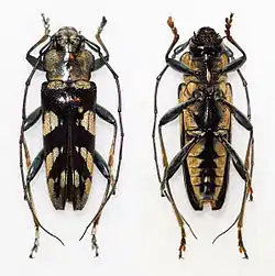 Tmesisternus ochraceosignatus