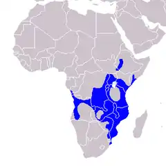 Distribución del toco coronado