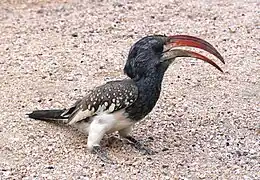 En Spitzkoppe (Namibia)