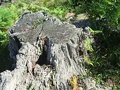 Tocón de roble que creció sobre la calzada.