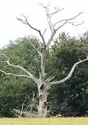 Árbol muerto