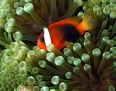 Amphiprion melanopus