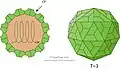 Cápside de la familia Tombusviridae que infecta plantas.