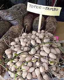 Raíces tuberosas en venta del lairén (Calathea allouia).