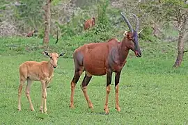 Hembra con becerro, Uganda