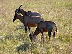 Pastando en el Masai Mara