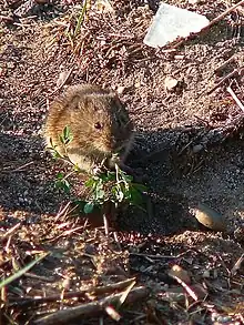 Topillo campesino comiendo un tallo tierno