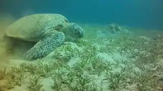 Tortuga verde marina de Abbu Dabab