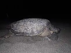 Proyecto de conservación de tortugas marinas