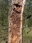 galerías excavadas en la madera.