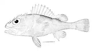 Trachyscorpia cristulata