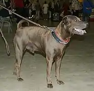 Shar-pei tradicional