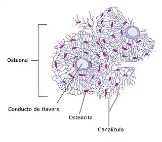 Sección de hueso compacto