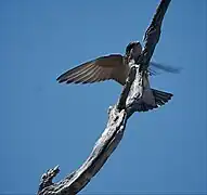 Golondrina de los árboles haciendo una pausa durante el vuelo.