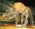 Triceratops