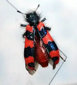 Trichodes alvearius