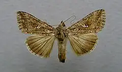 Trichoplusia ni