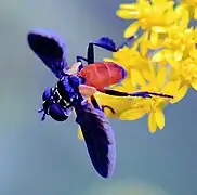 Trichopoda pennipes