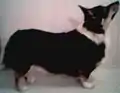 Corgi galés de Pembroke