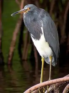 Egretta tricolor