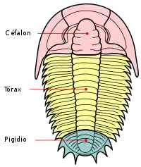 Trilobita