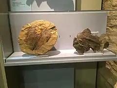 Trilobites