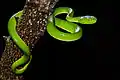 Un juvenil Trimeresurus vogeli
