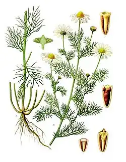 Tripleurospermum perforatum (Mérat) Laínz