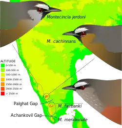 Distribución del género Montecincla.